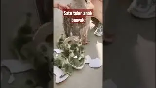 bisa di pelihara nich bebek jenis ini