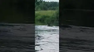 🦌Вот так представители дикой природы охлаждаются в жару.