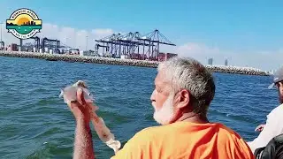 kemari fishing video 20 08 2024 | kemari fishing today | kemari fishing report | keamari fishing