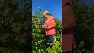 Внучка заставляет бабушку собирать малину..😬👵🏻🍓