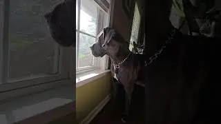 Great Dane Sits On Chair