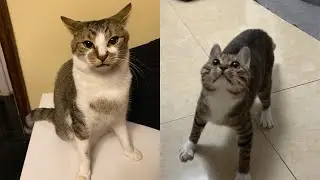 Try Not To Laugh 🤣 New Funny Cats Video 😹 - Just Cats Part 29