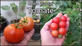 Como Plantar Tomate da forma mais fácil que existe, passo a passo como fazer a Estaquia