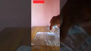 tissue paper water amazing experiment #shorts