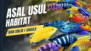 Cyclid Fish | Cichlids - THEIR ORIGINS AND HABITAT