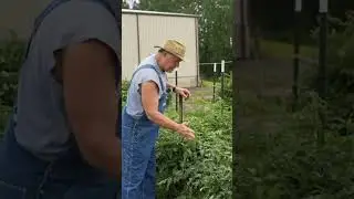 Don't Make This Mistake With Your Tomatoes