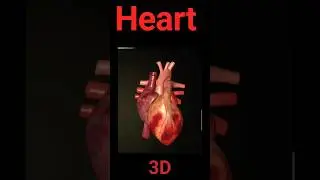 Human Heart 3D 