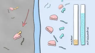 How Mitochondria and the Cell Nucleus Coordinate to Create Proteins