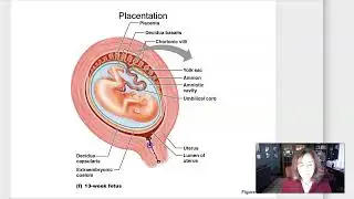 Week 3 Part 3 Labor and milk production