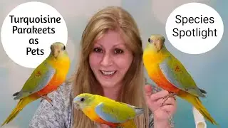 Turquoisine Parakeets as Pets: Species Spotlight