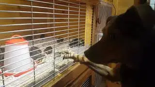 My dog meets baby quails