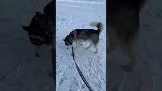 This Is Why Huskies APPEAR Dangerous!!!