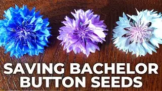 How to Harvest Bachelor Button Seeds [+2 Extra Thoughtful Tips]