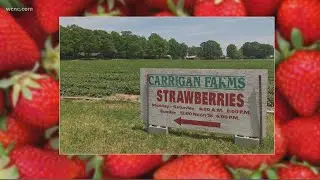 This strawberry farm has been in the same North Carolina family for more than a century