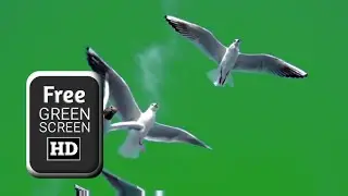 Seagulls flying green screen effects video | Bird green screen video | Green screen video