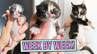 Learn How Baby Kittens Grow: 0-8 Weeks!