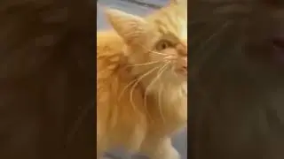 Коты спели гимн Лиги Чемпионов!