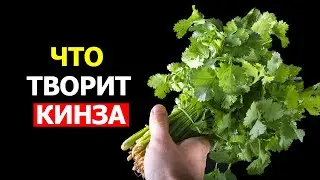 Вот что произойдет с организмом, если начать есть Кинзу или Кориандр каждый день (Удивительно)