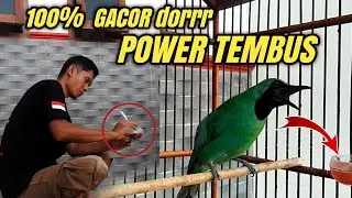 AGAR CUCAK IJO GACOR POWER TEMBUS ||Begini TRIKNYA‼️