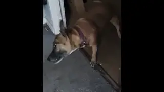Suzie shaking slow motion