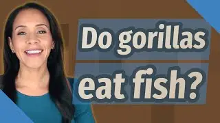 Do gorillas eat fish?