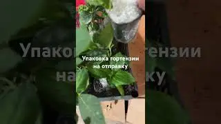 Упаковка гортензии на отправку. Ватцап 89029906677