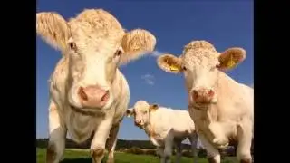 Large herd of cattle mooing #2 - Sound effects