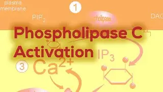 Phospholipase C  |  IP3 & DAG