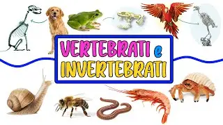 🐕🐸🐍🦜 ANIMALI VERTEBRATI e INVERTEBRATI 🐌🦀🐝🦐 Video Lezione di Scienze per la Scuola Primaria 📚👩🏻‍🏫