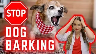 Stop Dog Barking!? | Expert Veterinary Medical Help!