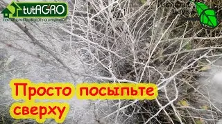 ЭТИМ ПОРОШКОМ ПОСЫПЬТЕ ЗЕМЛЯНИКУ, КРЫЖОВНИК, РОЗЫ, ВИНОГРАД и другие кусты и забудьте о болезнях.