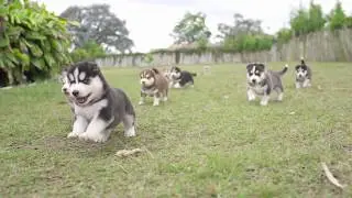 Cachorros Husky Siberiano