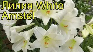 Лилия (White Amstel). Краткий обзор: Лилия описание характеристик, где купить луковицы