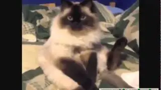 Best Cat Vines   The Best Cat Vine Compilation 50+ VINES [Best Vines]