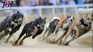 Greyhound dog racing - Track race 480m