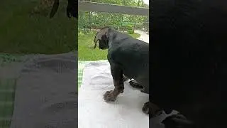 Капельница щенку на свежем воздухе🐶Лечим щенка от коронавируса.