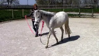 Caspian mare Azad Lilya