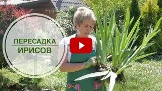 Пересадка ирисов 🌱  сорта ирисов Хитсад ТВ