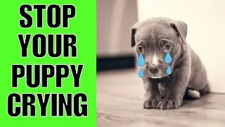 How To STOP A Puppy From Crying When Left Alone.