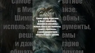 Самое умное животное в Мире #shorts