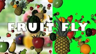 Flying Fruits Green Screen Video - Stock Video Footage - No Copyright Videos