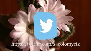 twitter logo chroma key green screen animation free