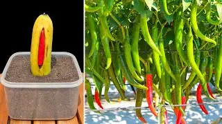 How to grow chili peppers for quick harvest - Growing chili peppers in bananas without a garden