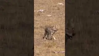 Coyote walk shot (animal hunting #77)