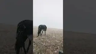 Even during the storm the horses just want to eat fresh grass