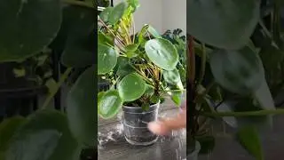 MONEY PLANT REPOTTING