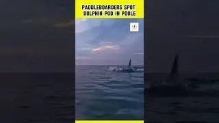 Paddleboarders encounter a pod of dolphins in Poole.
