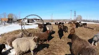 Кормление ягнят .