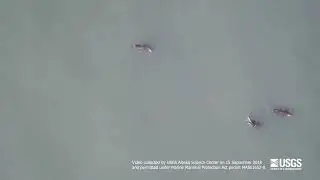 Raw USGS drone footage of Alaska walrus survey