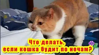 Что делать, если кошка будит по ночам? Полезно знать о кошках